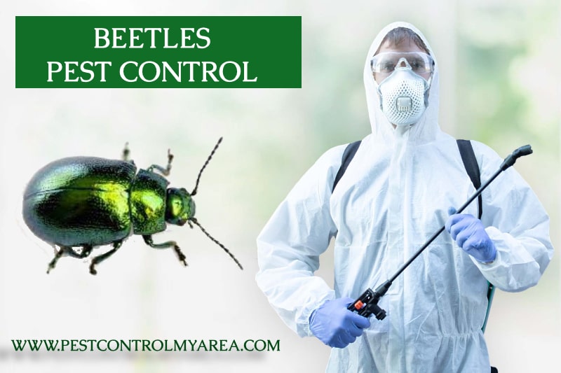Beetles Pest Control Service