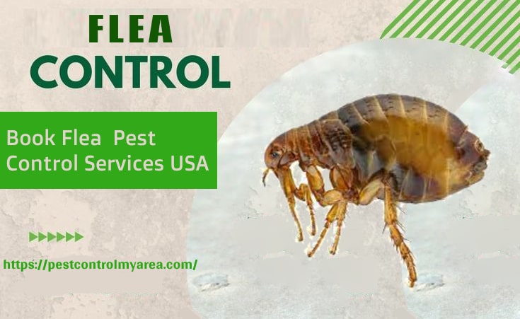 Flea Control 