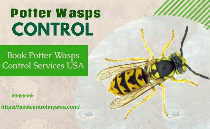 Potter Wasps Control