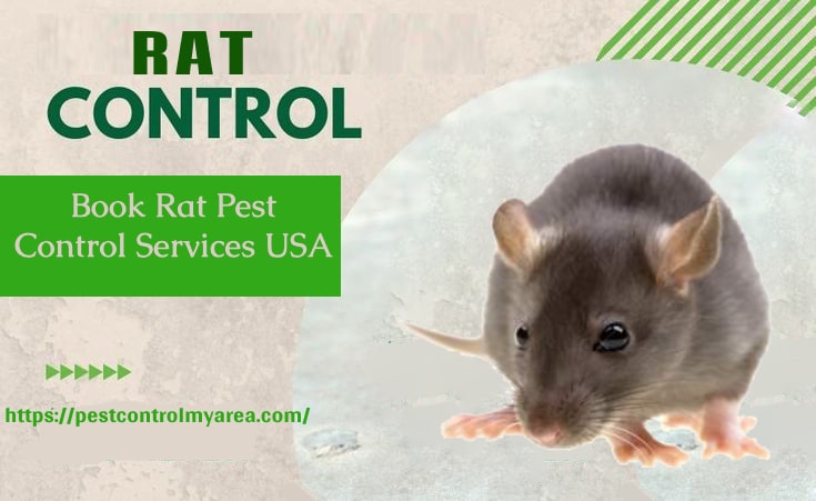 Rat Control And Removal