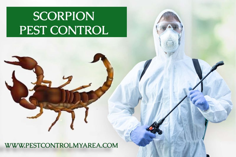 Scorpion Pest Control Service 