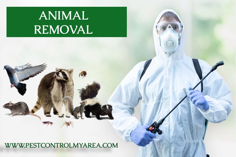 Animal Removal Services