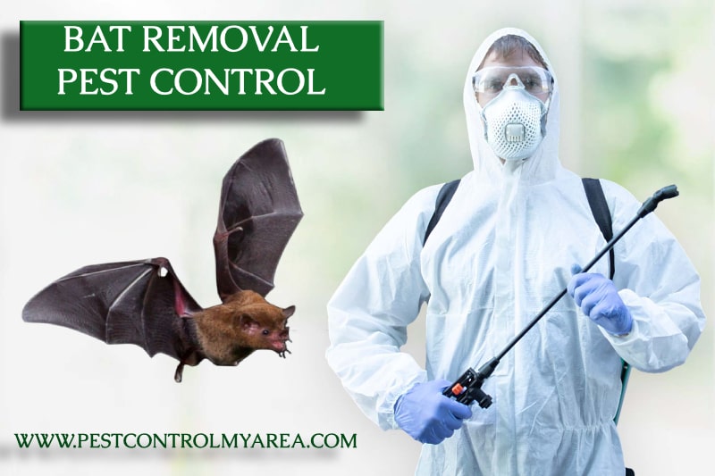 Bat Removal Services
