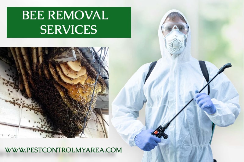 Bee Removal Service 