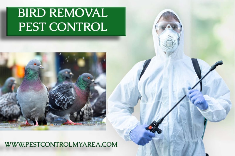 Bird Removal And Control Services USA