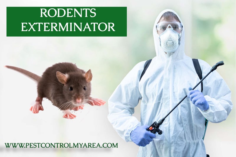 Rodents Exterminator Services