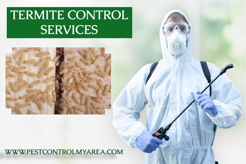 Termite Control USA