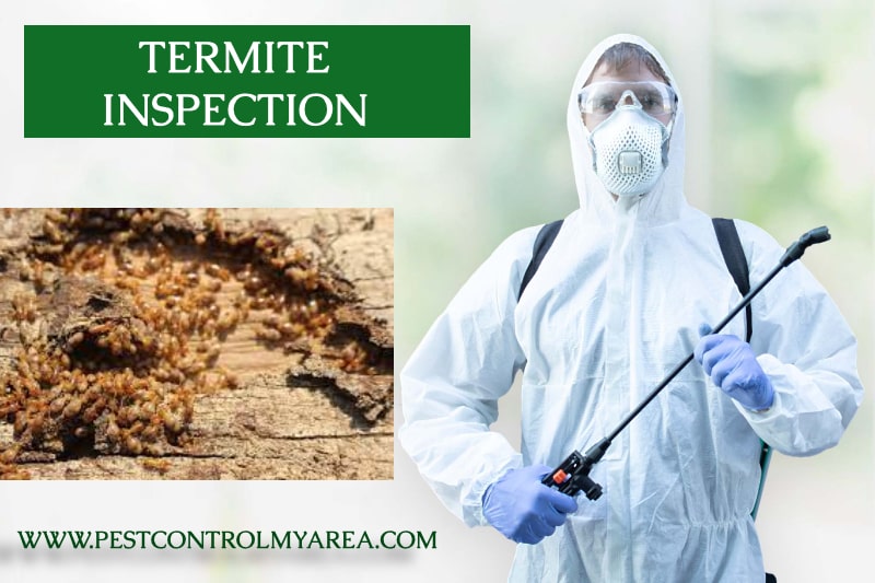 Termite Inspection Team